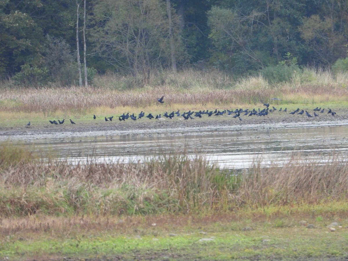 American Crow - ML610179811