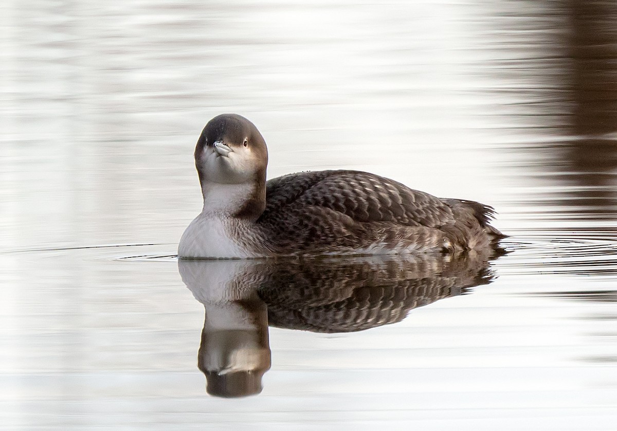 Pacific Loon - Ian Maton