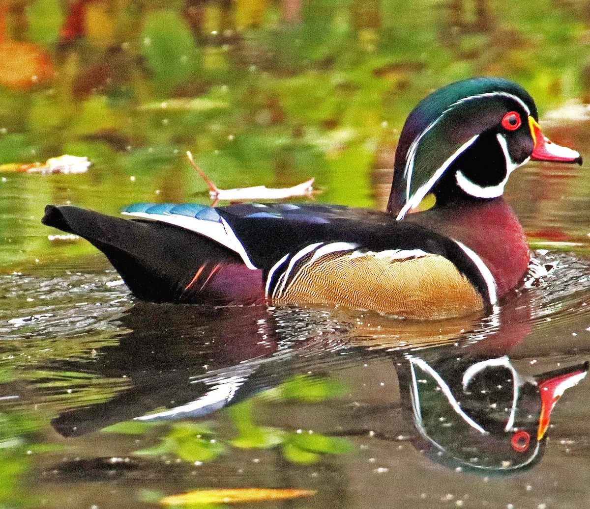 Wood Duck - ML610179877