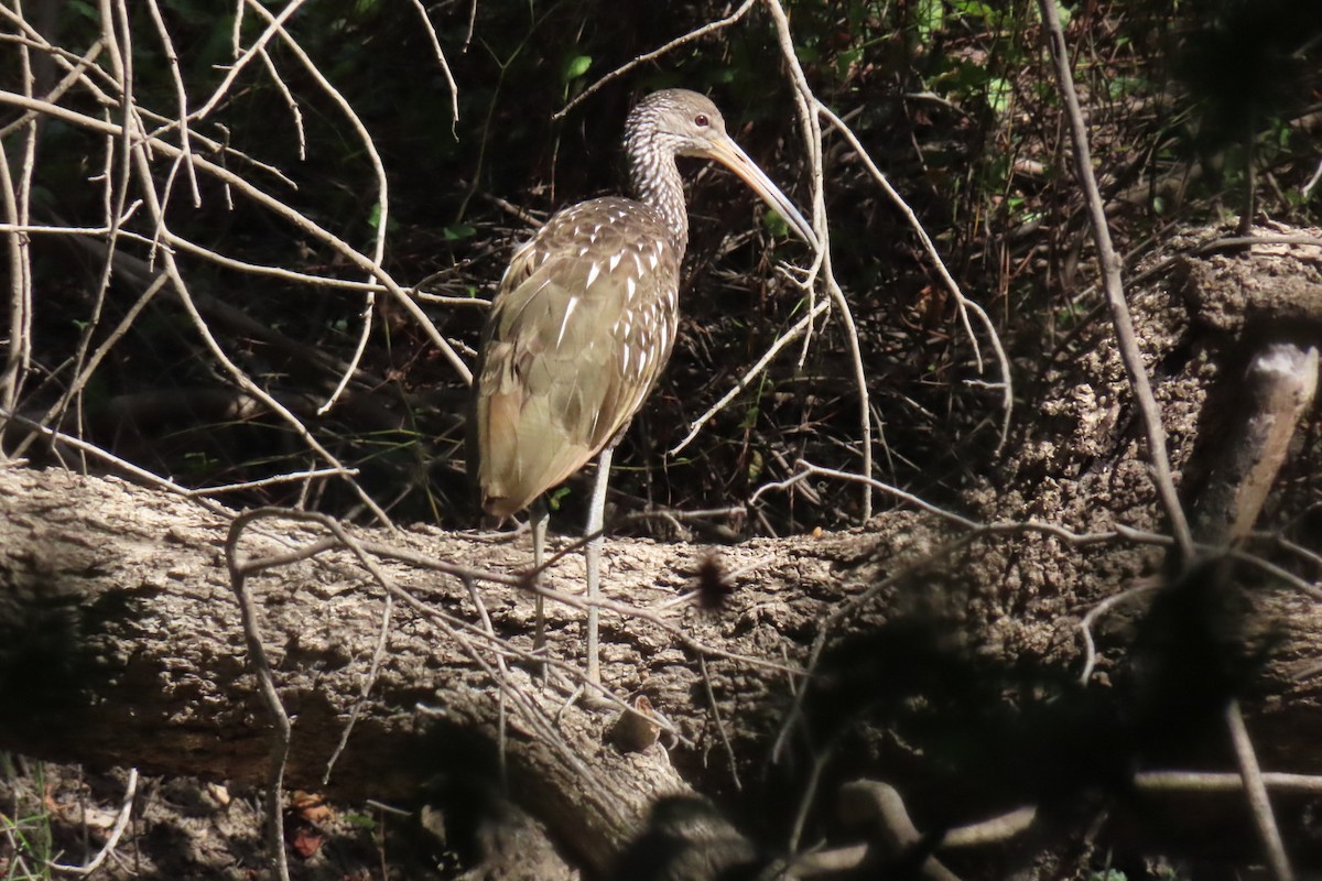 Limpkin - ML610179929