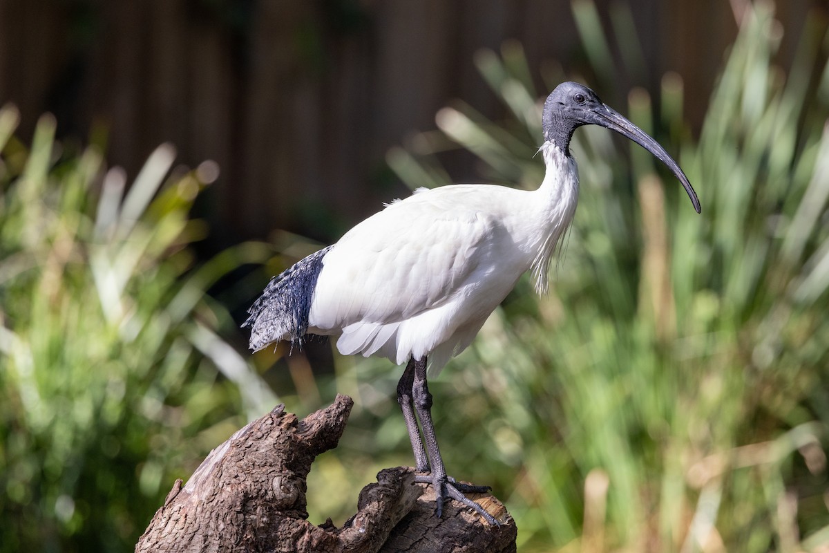 Australian Ibis - Richard and Margaret Alcorn