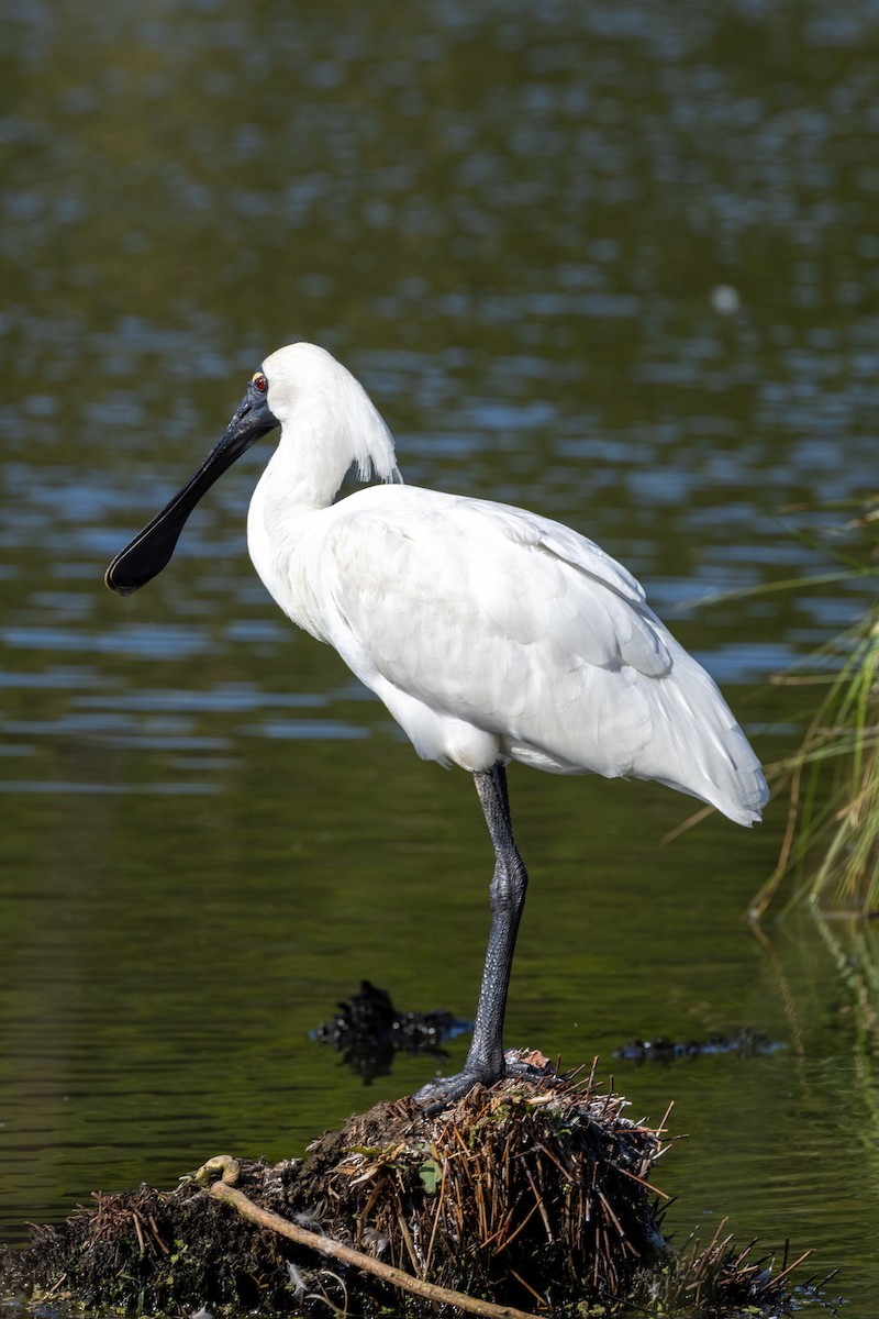 Royal Spoonbill - Richard and Margaret Alcorn