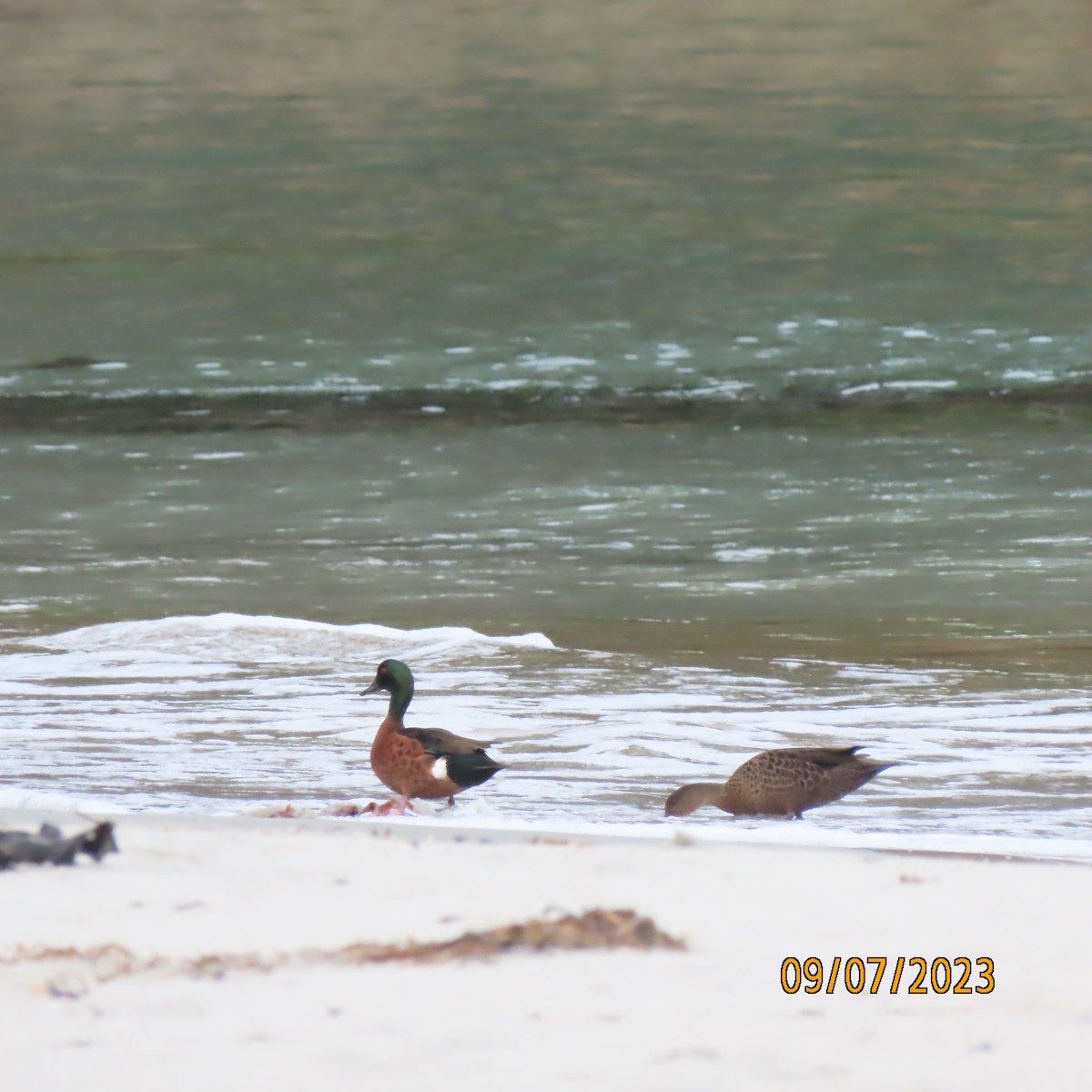 Chestnut Teal - Bruce Ackerman