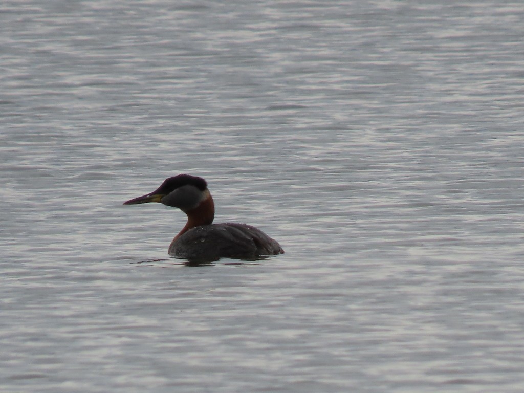 Red-necked Grebe - ML610180005