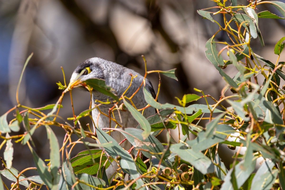 Noisy Miner - Richard and Margaret Alcorn