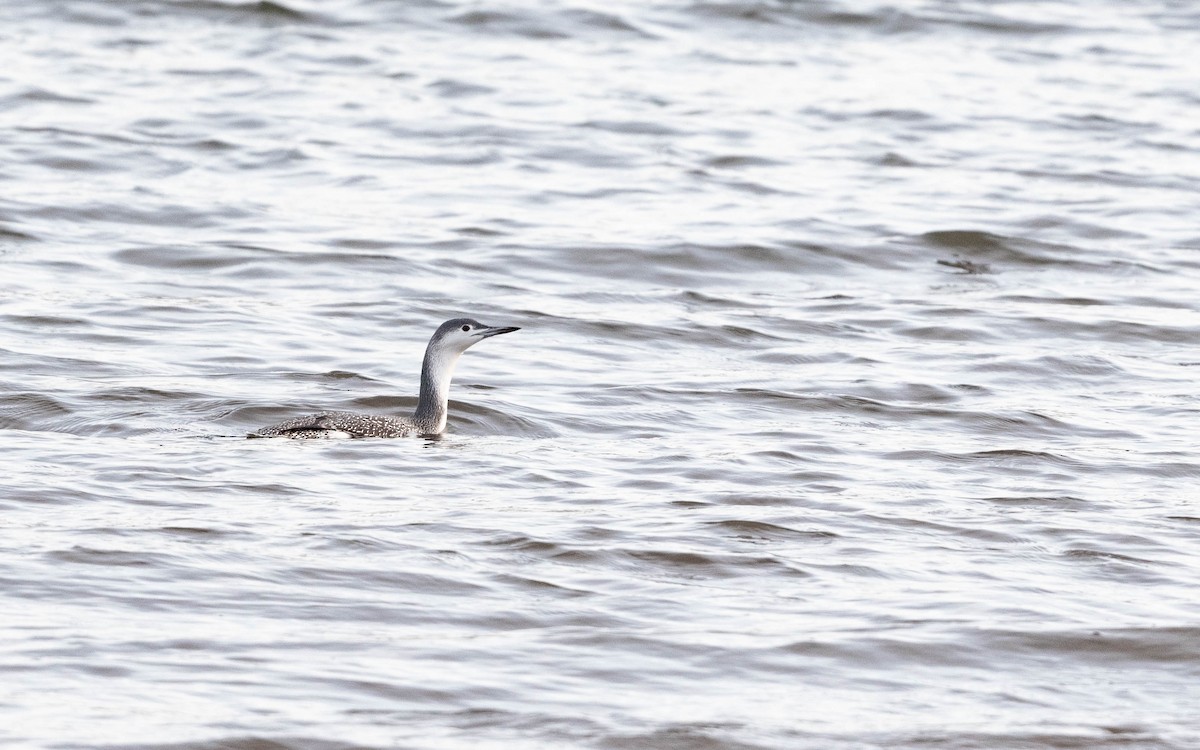 Red-throated Loon - ML610180068