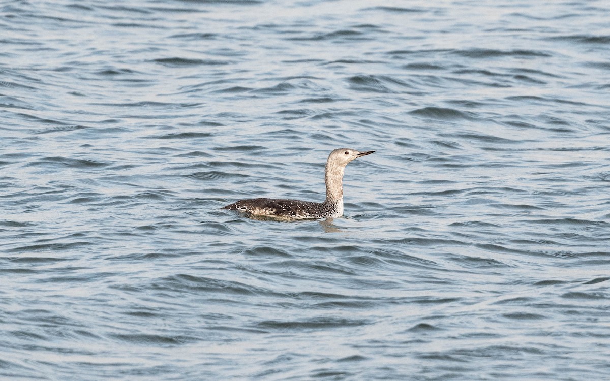 Red-throated Loon - ML610180069