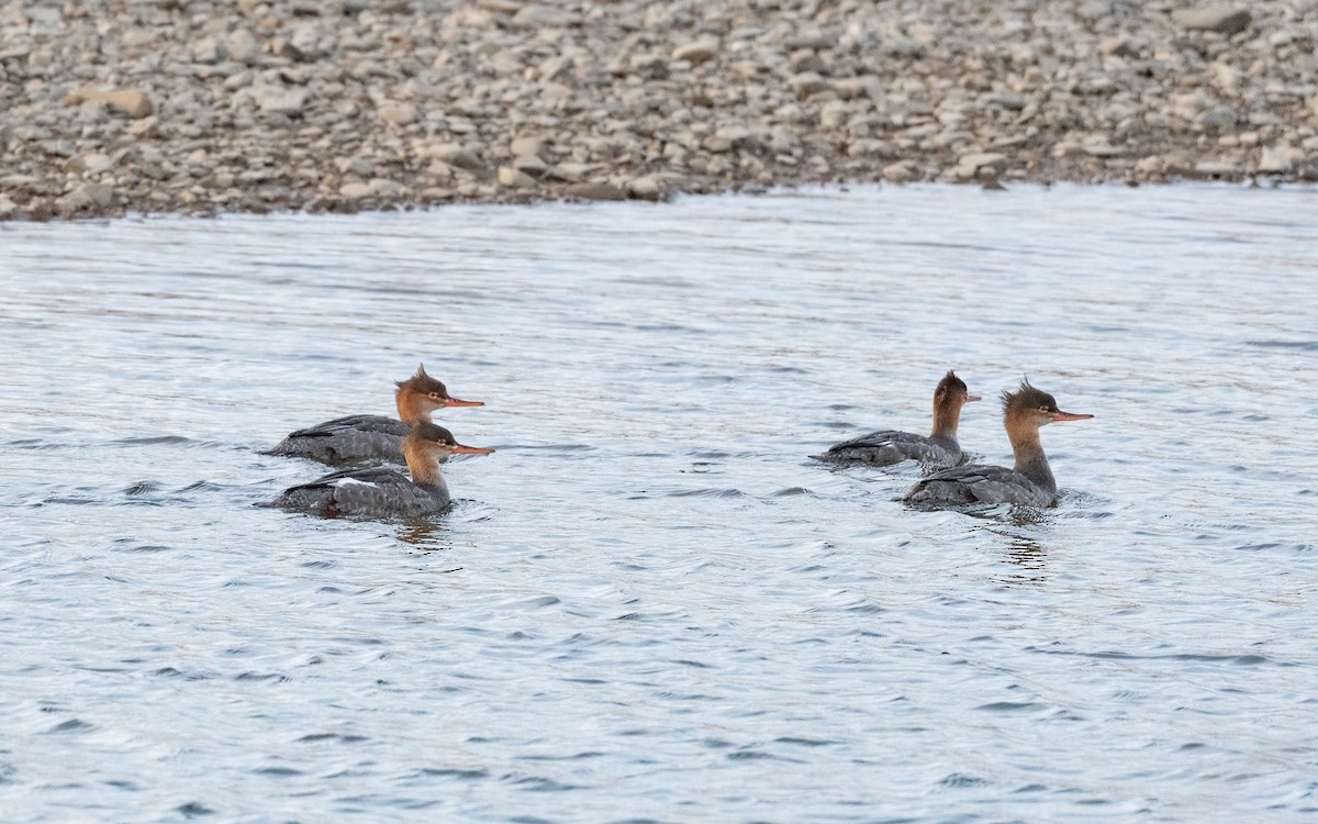 Red-breasted Merganser - ML610180087