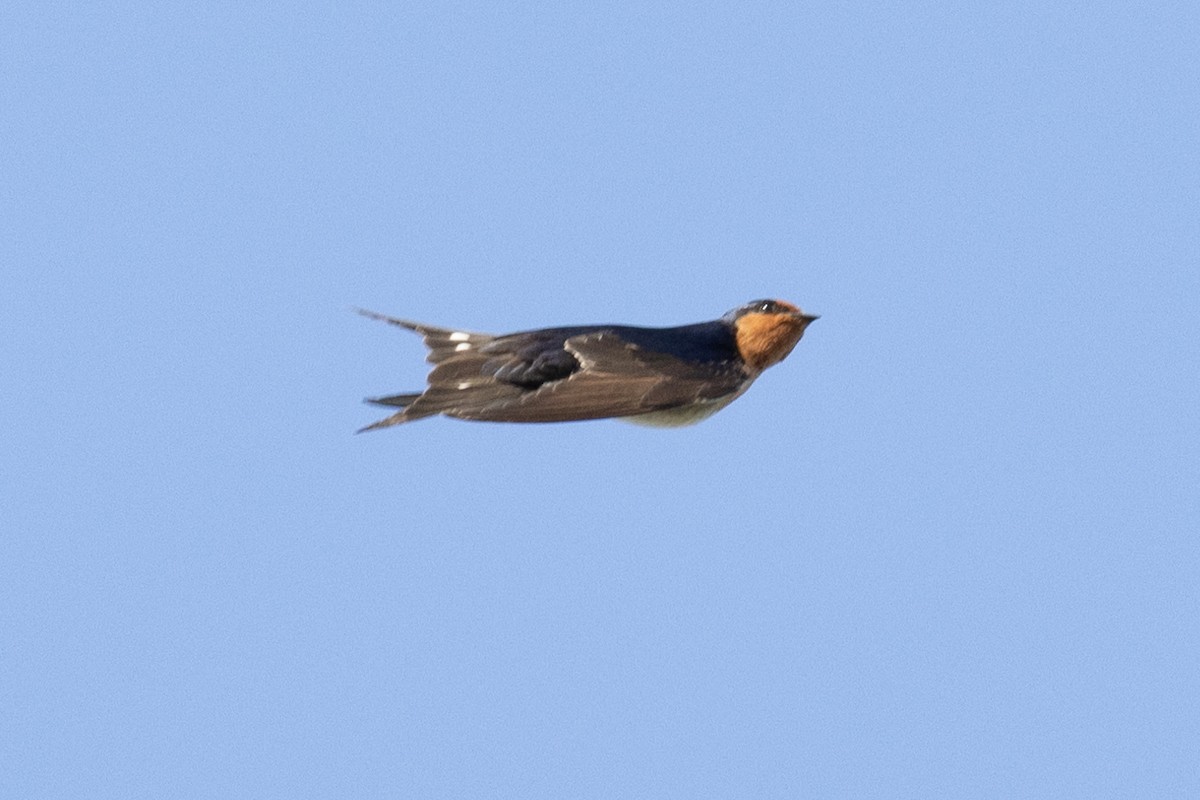 Welcome Swallow - Richard and Margaret Alcorn