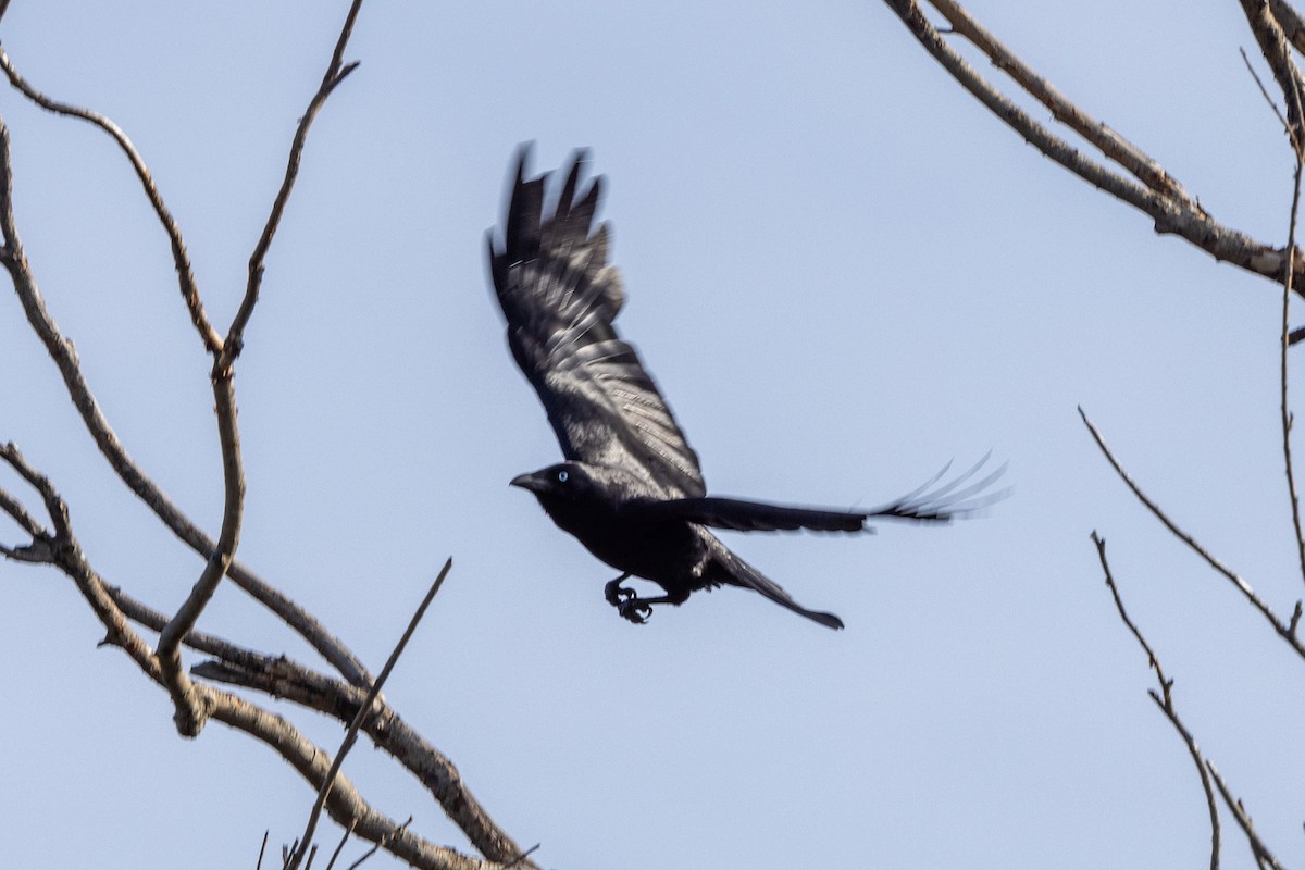 Little Raven - Richard and Margaret Alcorn