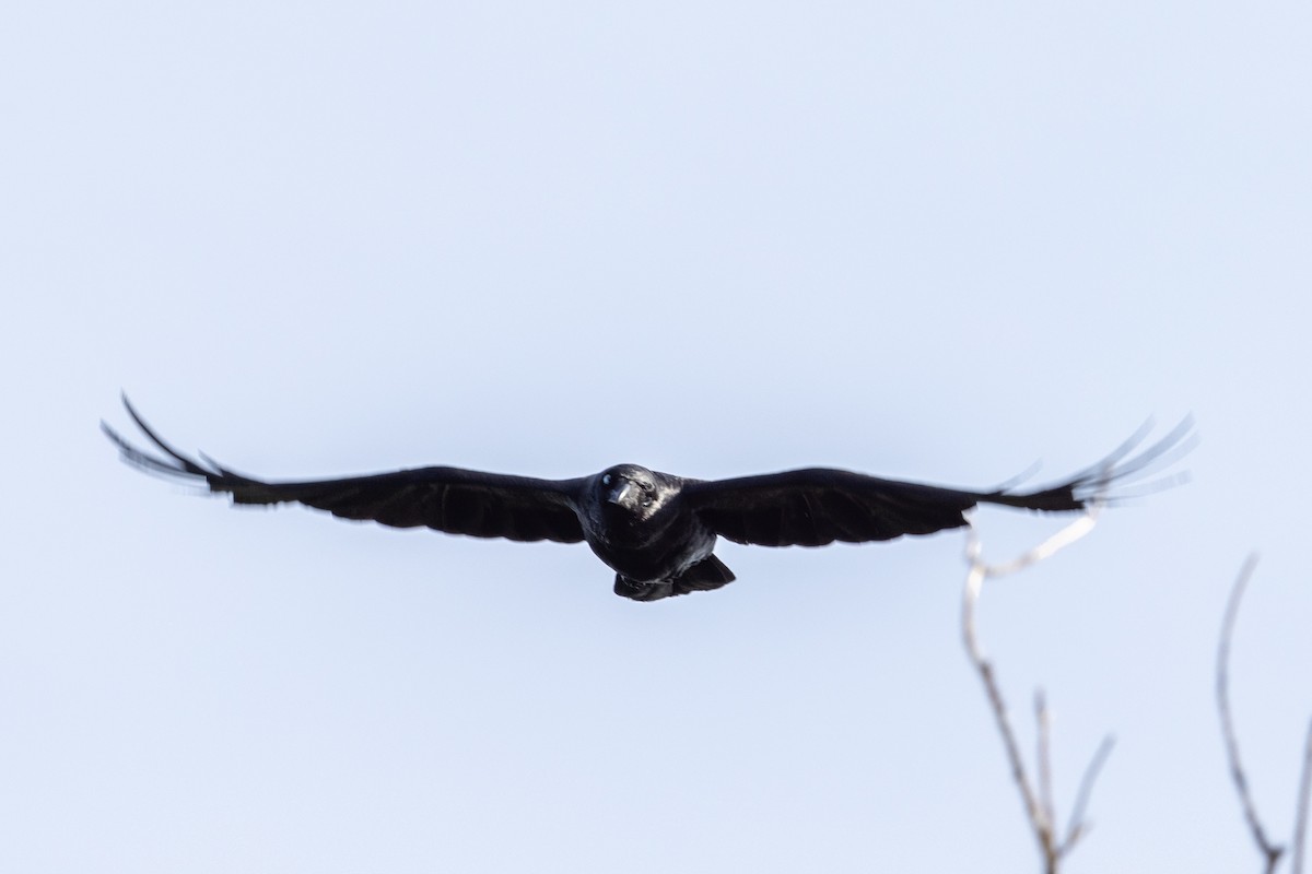 Little Raven - Richard and Margaret Alcorn