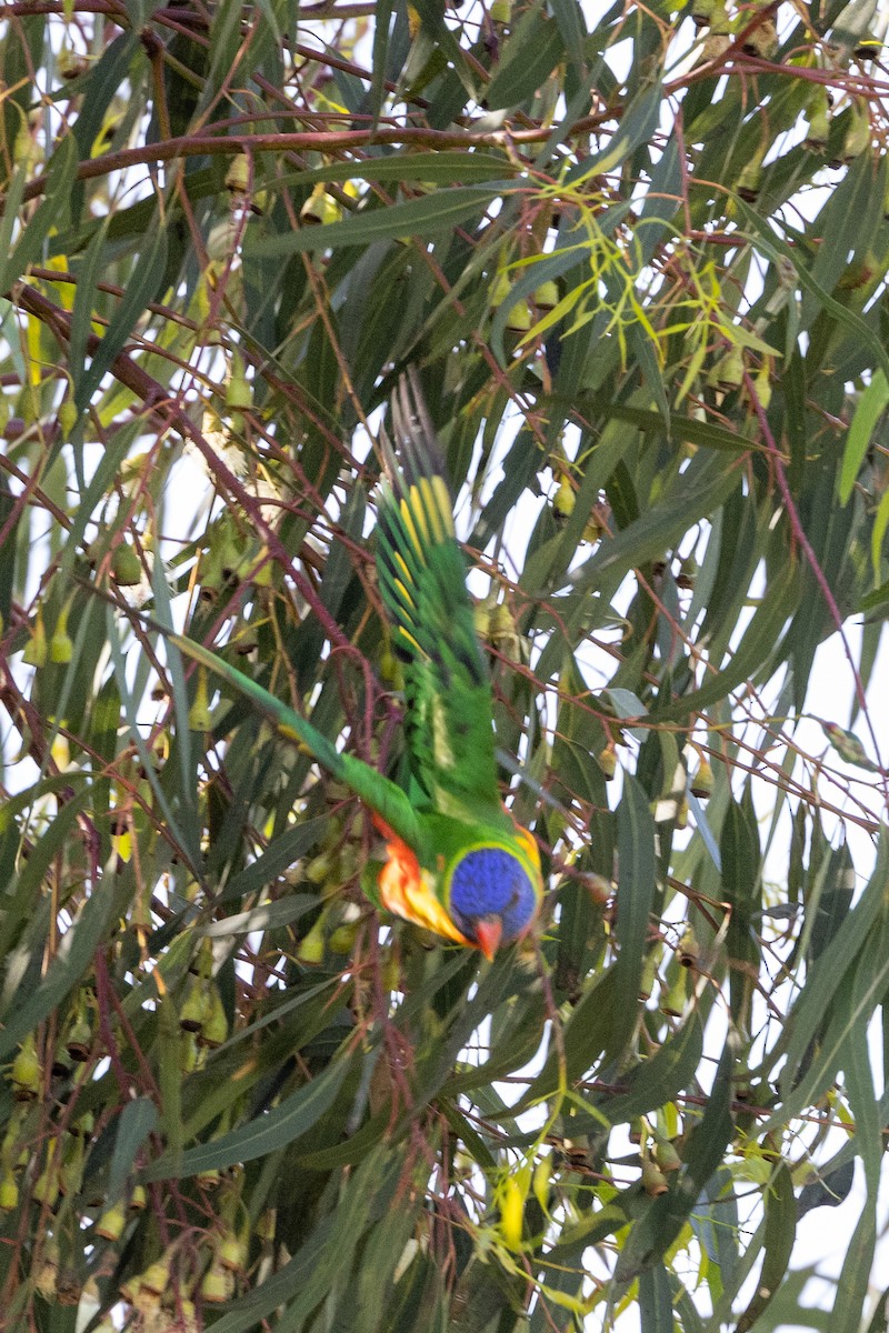 Rainbow Lorikeet - Richard and Margaret Alcorn