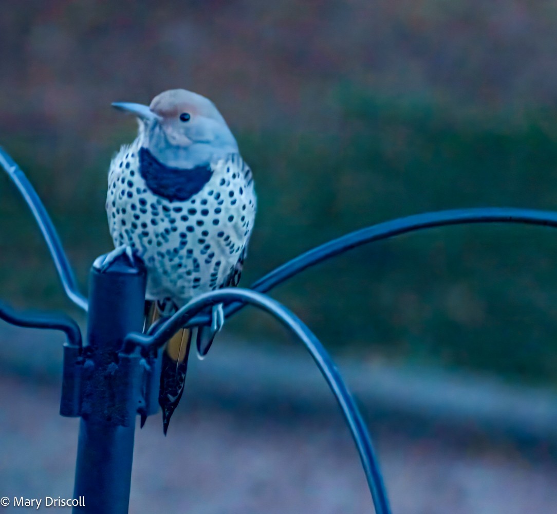 Northern Flicker (Yellow-shafted x Red-shafted) - ML610180166