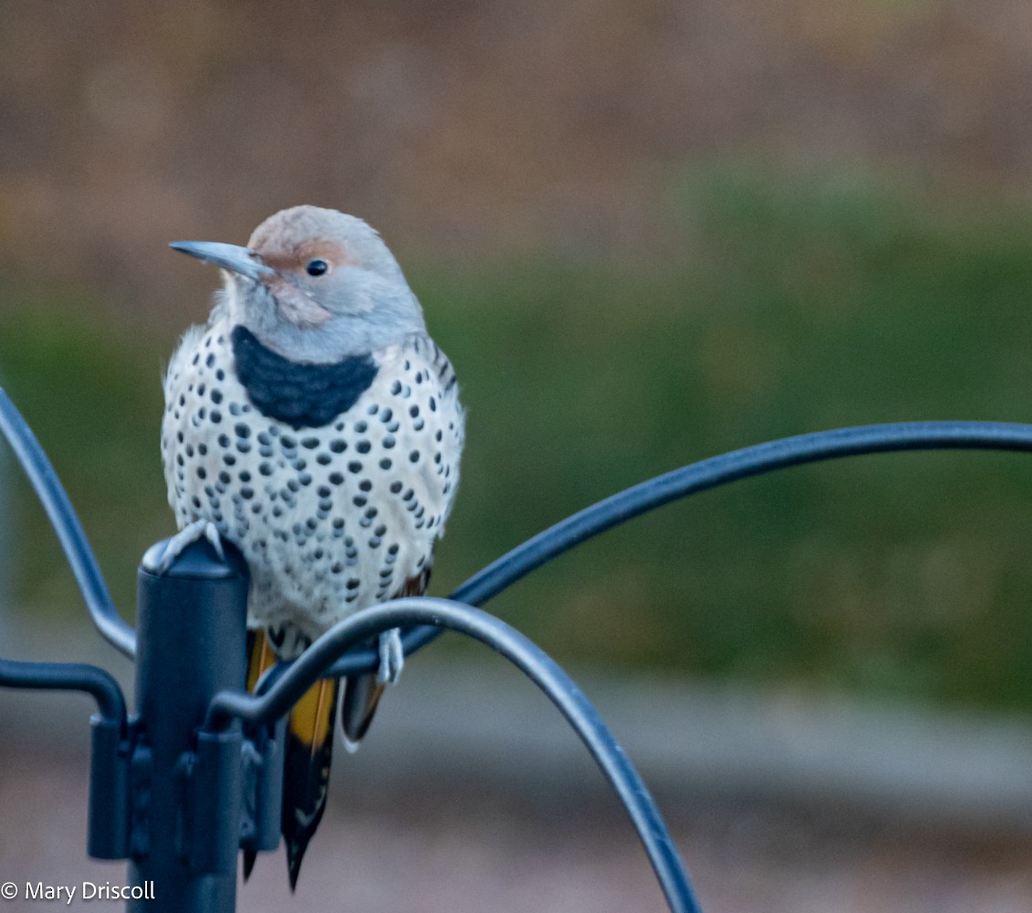 Northern Flicker (Yellow-shafted x Red-shafted) - ML610180171