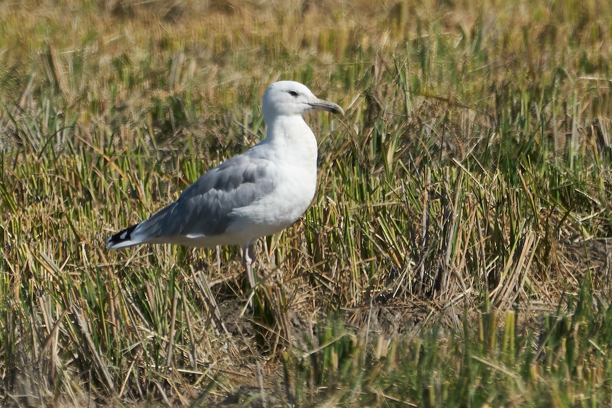 racek bělohlavý - ML610180194