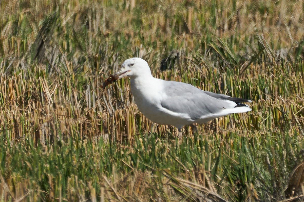 Caspian Gull - ML610180195