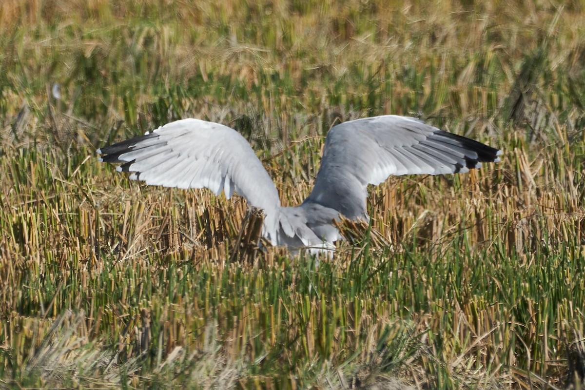 Gaviota del Caspio - ML610180196