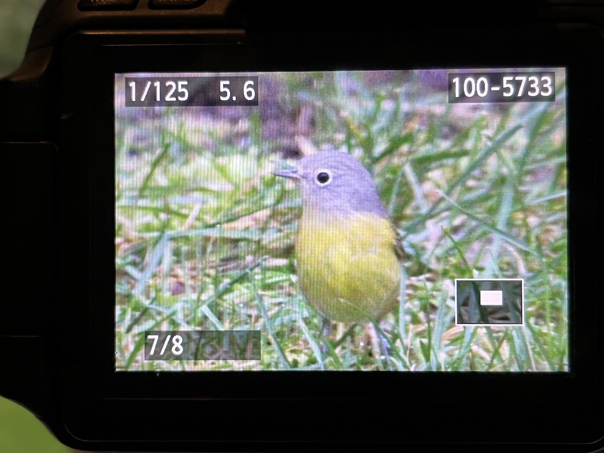 Nashville Warbler - ML610180277