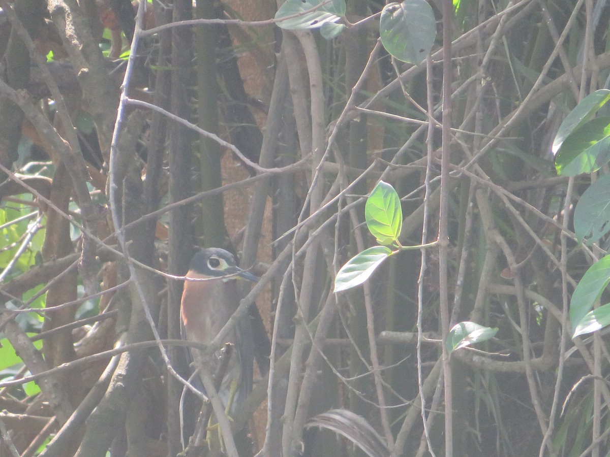 White-backed Night Heron - ML610180451