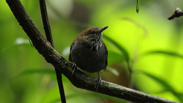 Star-throated Antwren - ML610180492