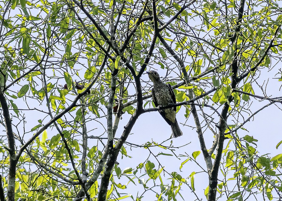 Cotinga de Daubenton - ML610180647