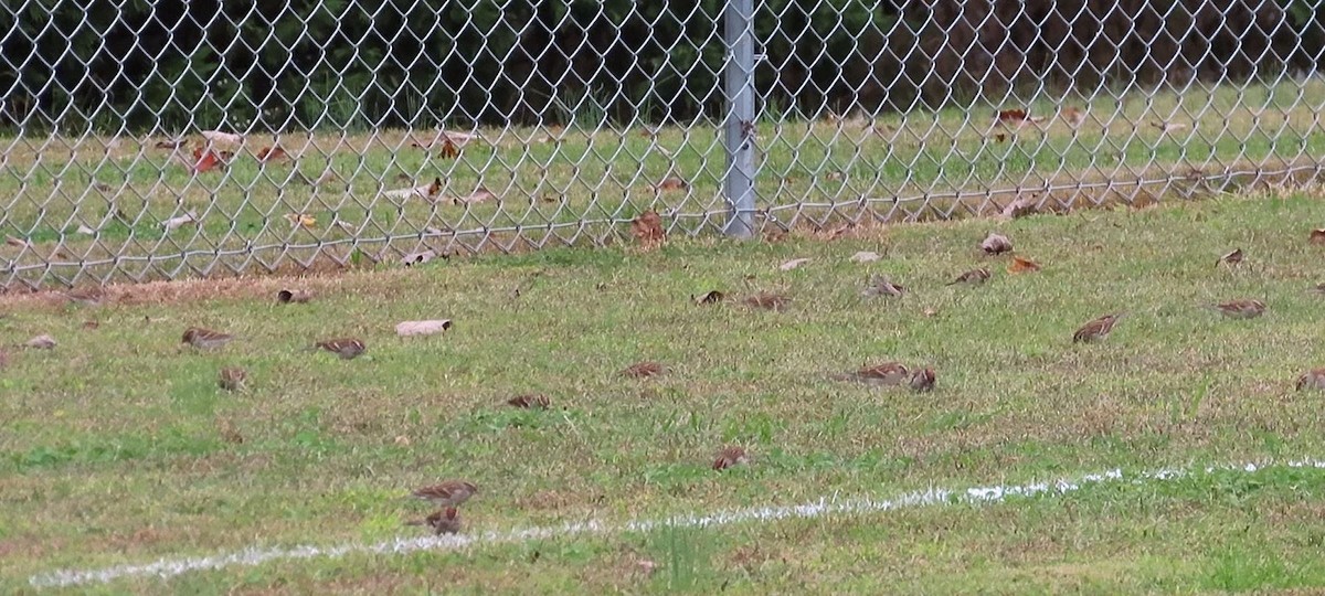 Chipping Sparrow - ML610180839