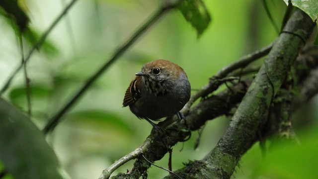 Star-throated Antwren - ML610180910