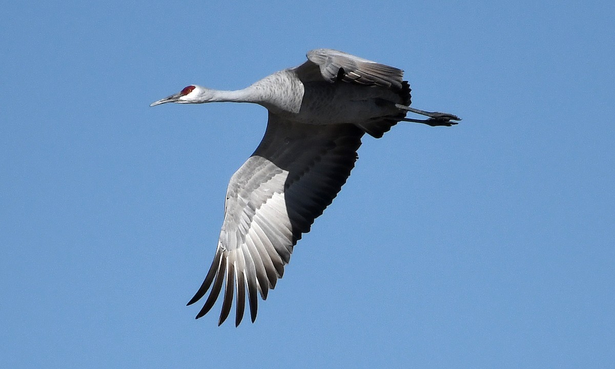 Sandhill Crane - ML610180969