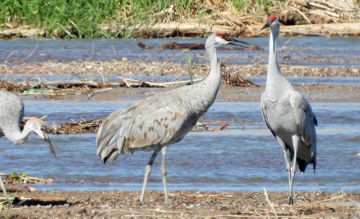 Sandhill Crane - ML610180984