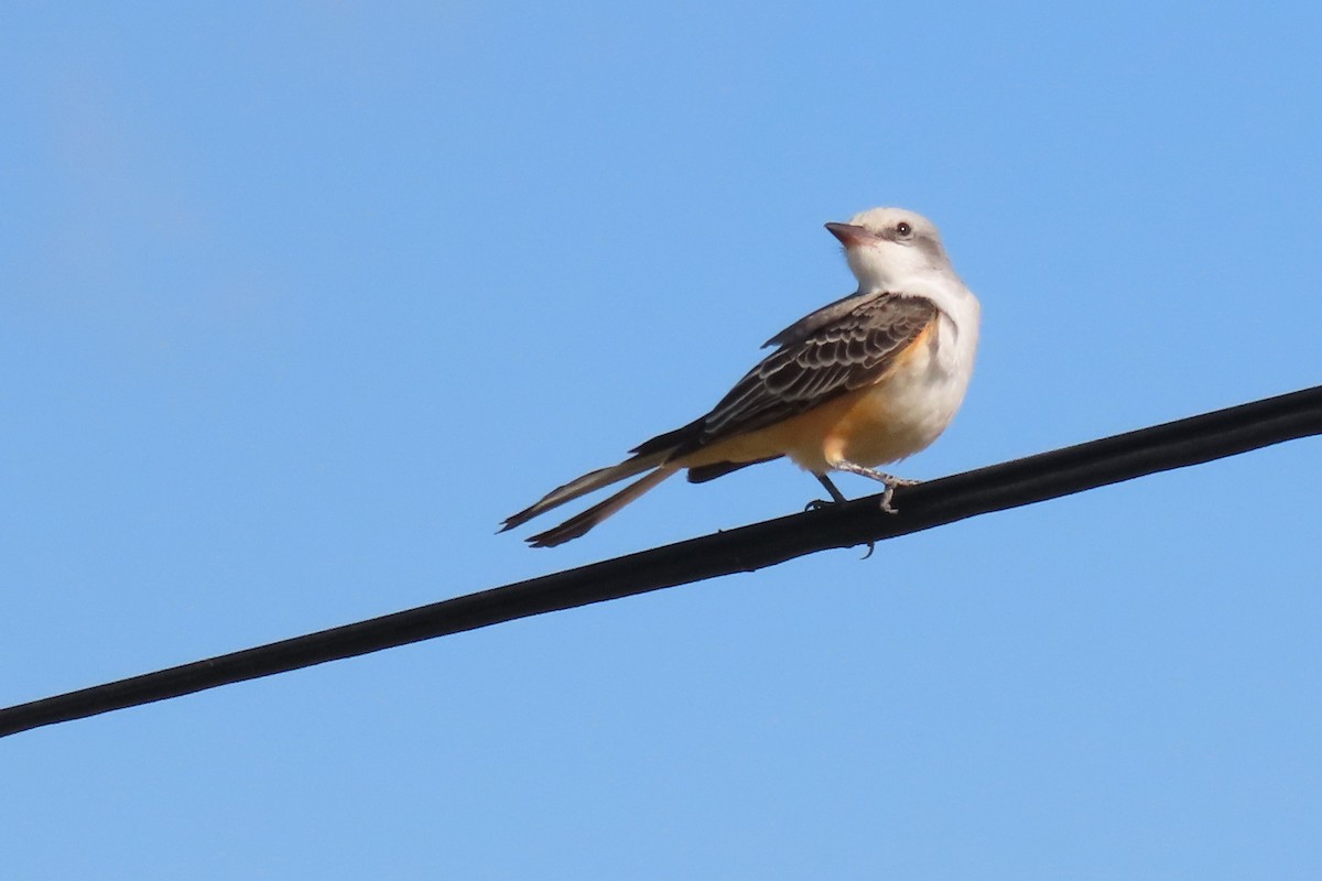 Scissor-tailed Flycatcher - John Zakelj