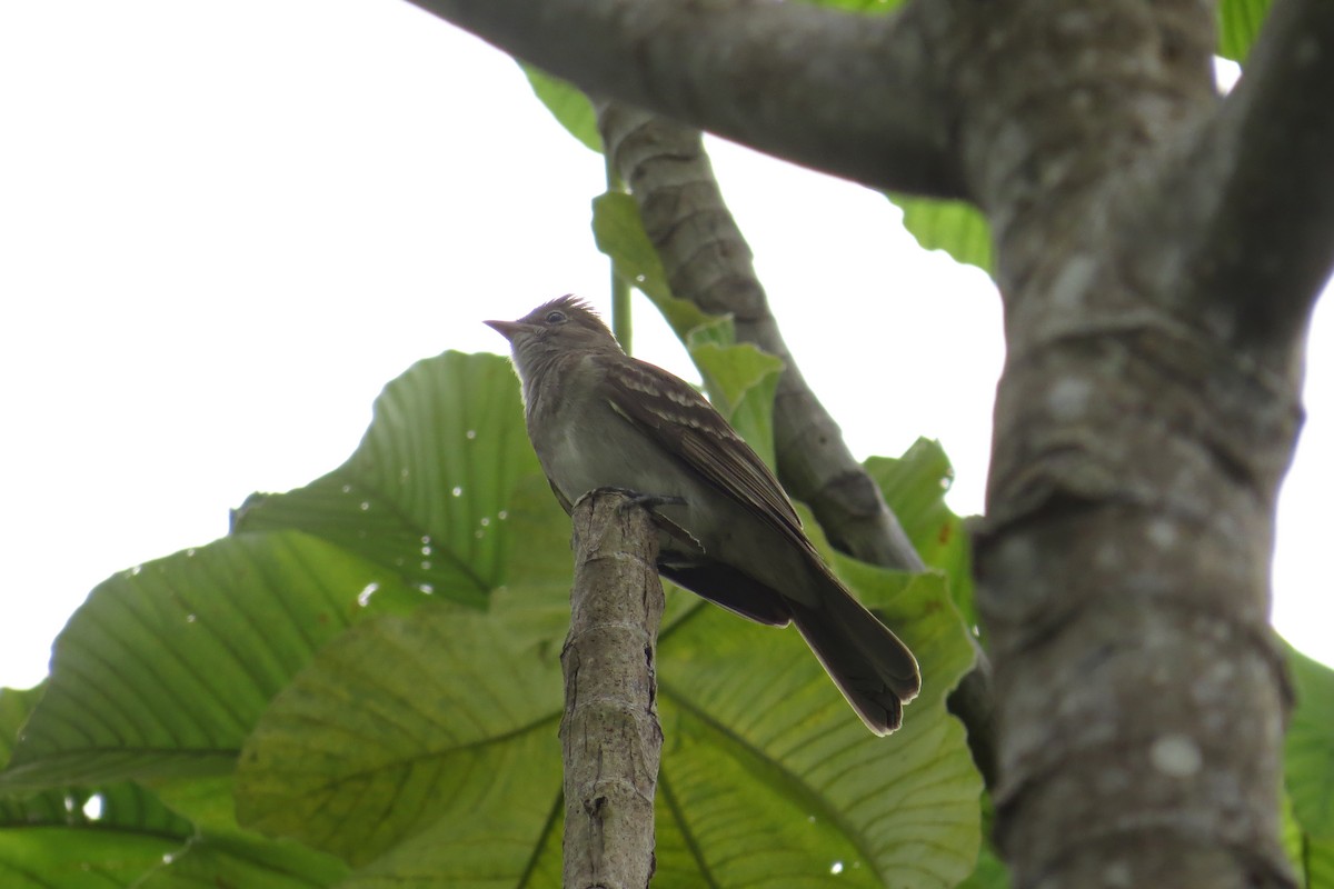 Brownish Elaenia - ML610181037