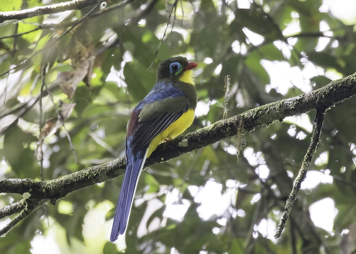 trogon sumaterský - ML610181069