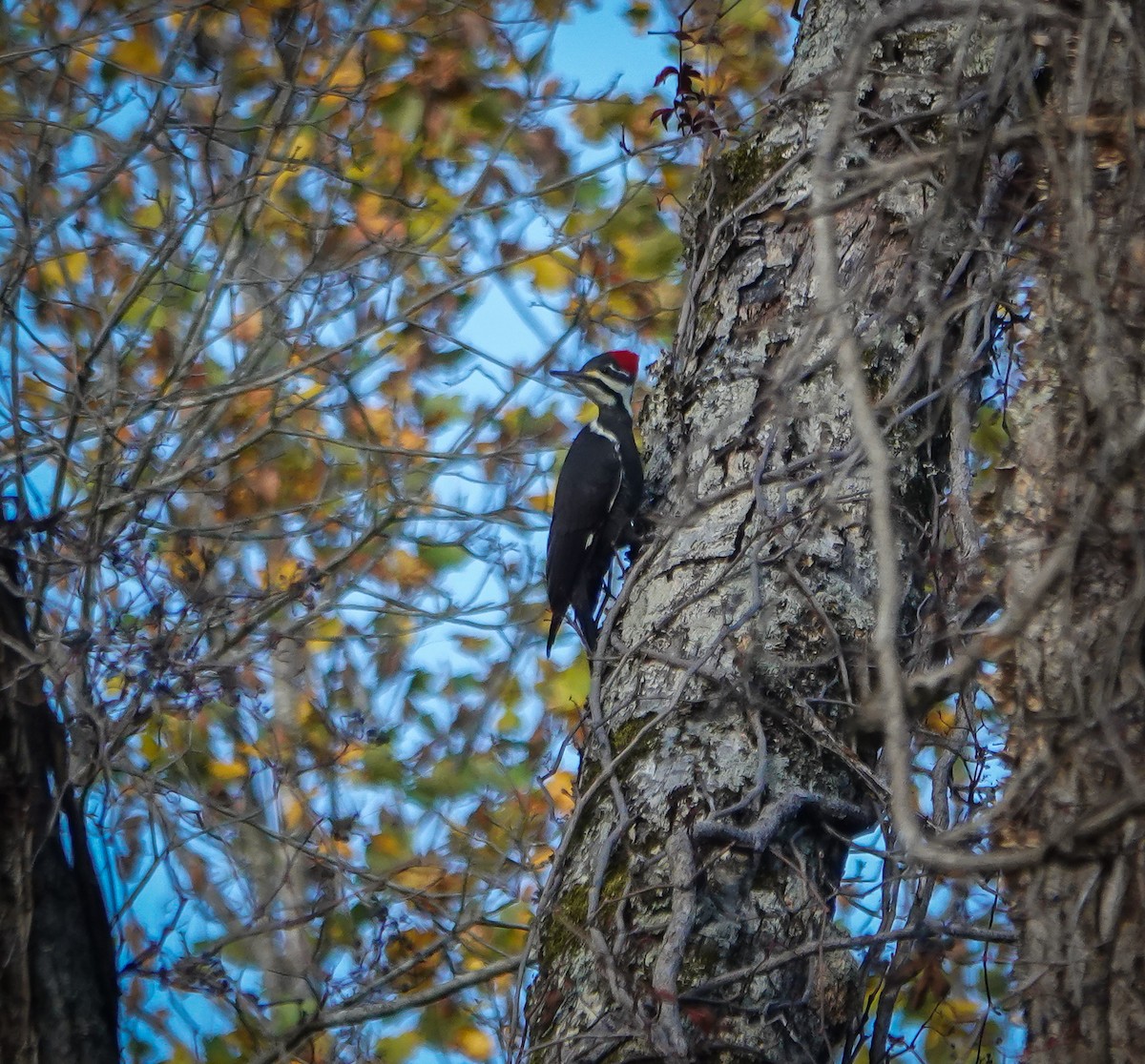 Pileated Woodpecker - ML610181078