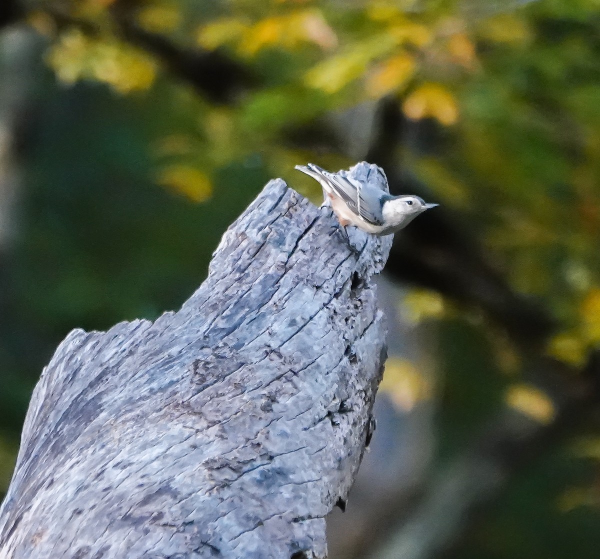 White-breasted Nuthatch - ML610181083