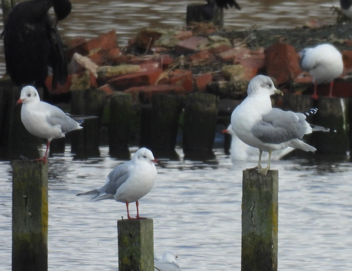 Common Gull - ML610181088