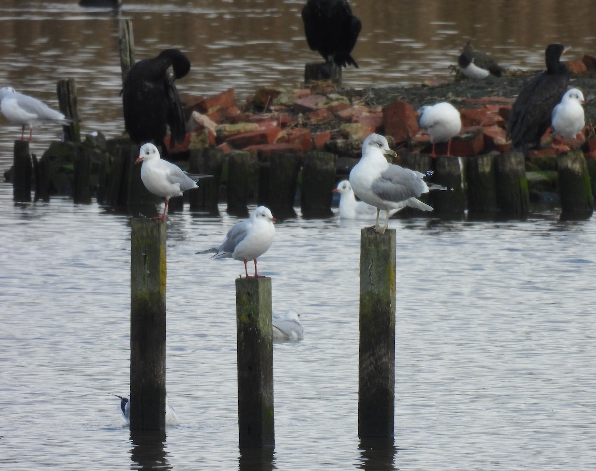 Common Gull - ML610181089