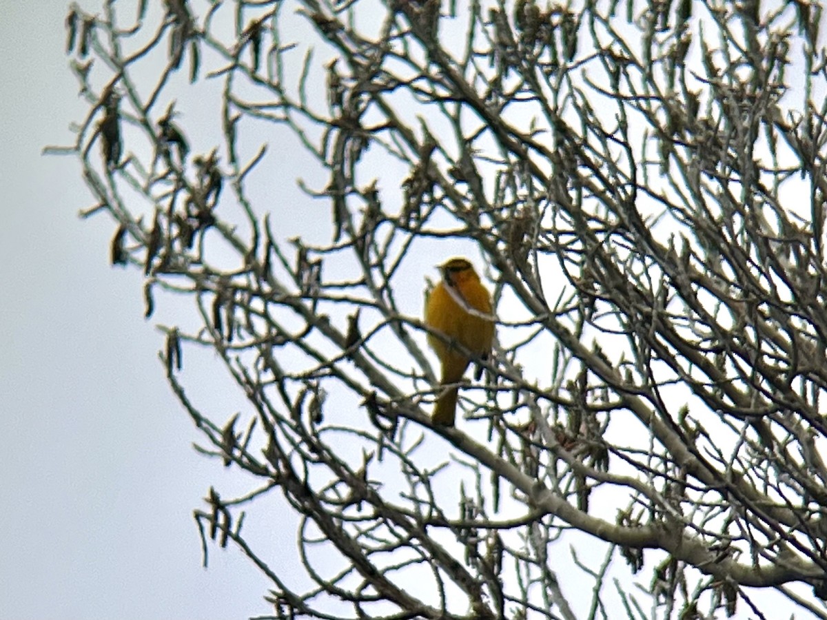 Bullock's Oriole - ML610181130