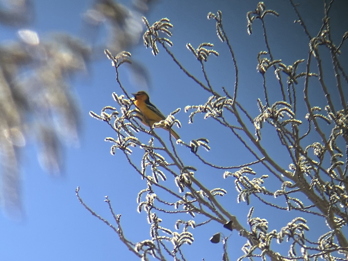 Bullock's Oriole - ML610181131