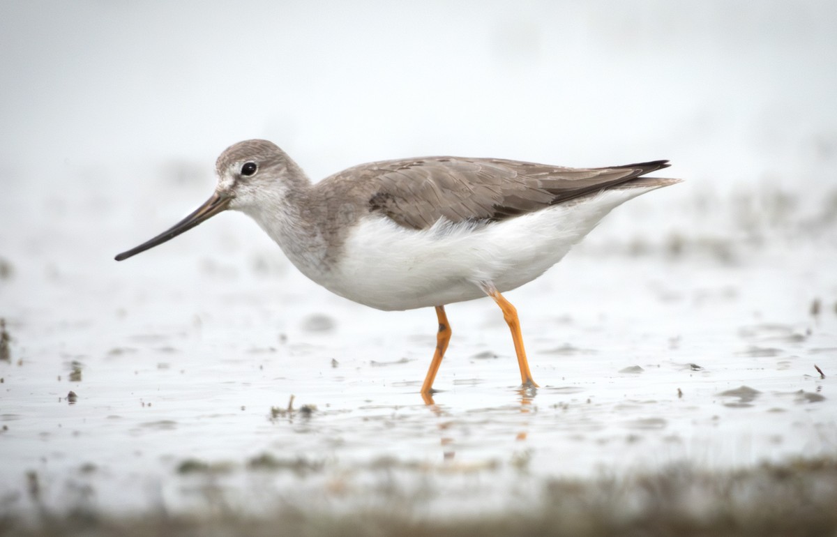Terek Sandpiper - ML610181137
