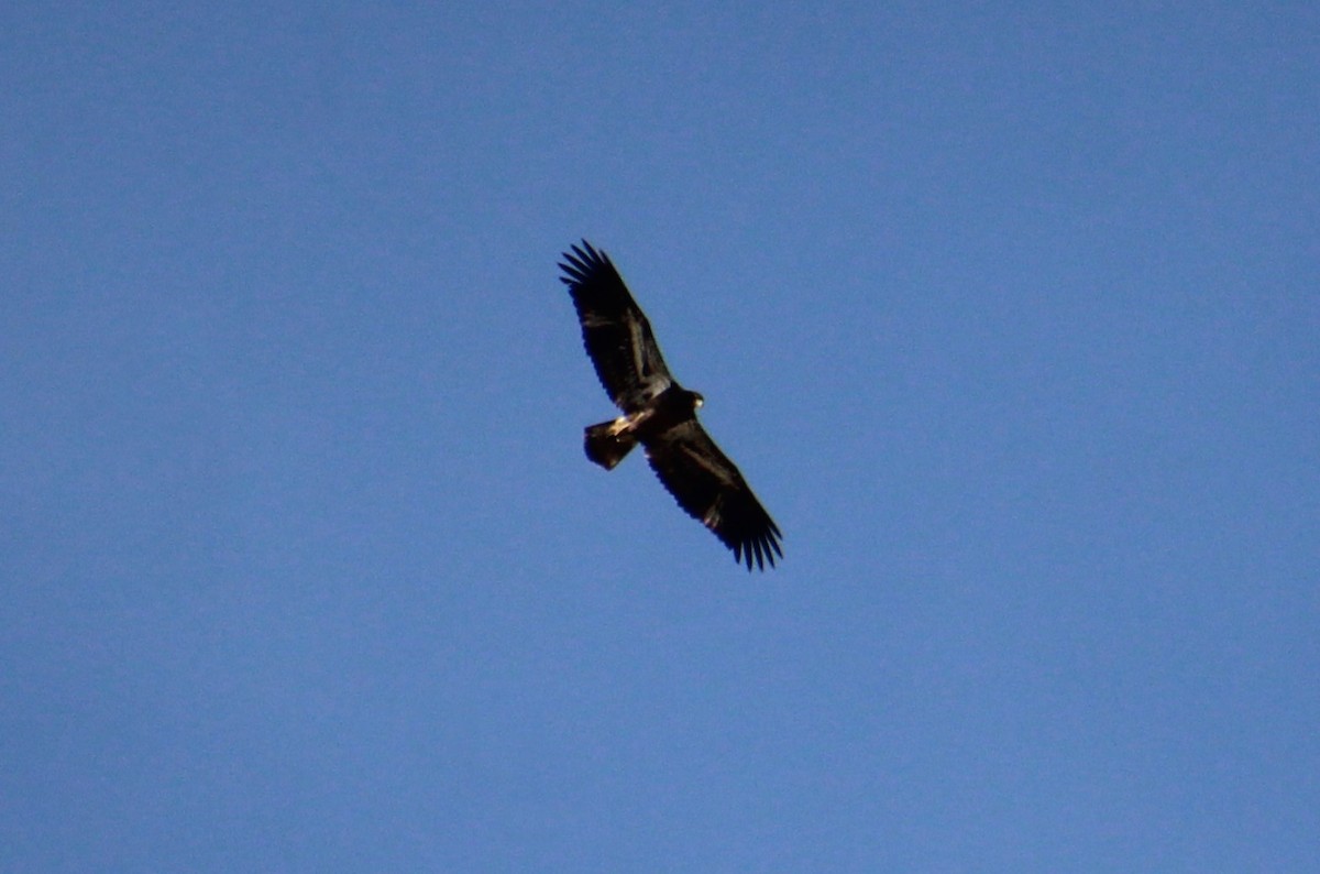 Bald Eagle - ML610181146