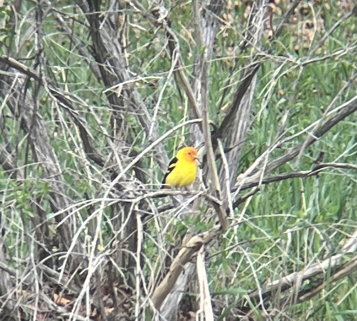 Western Tanager - ML610181173