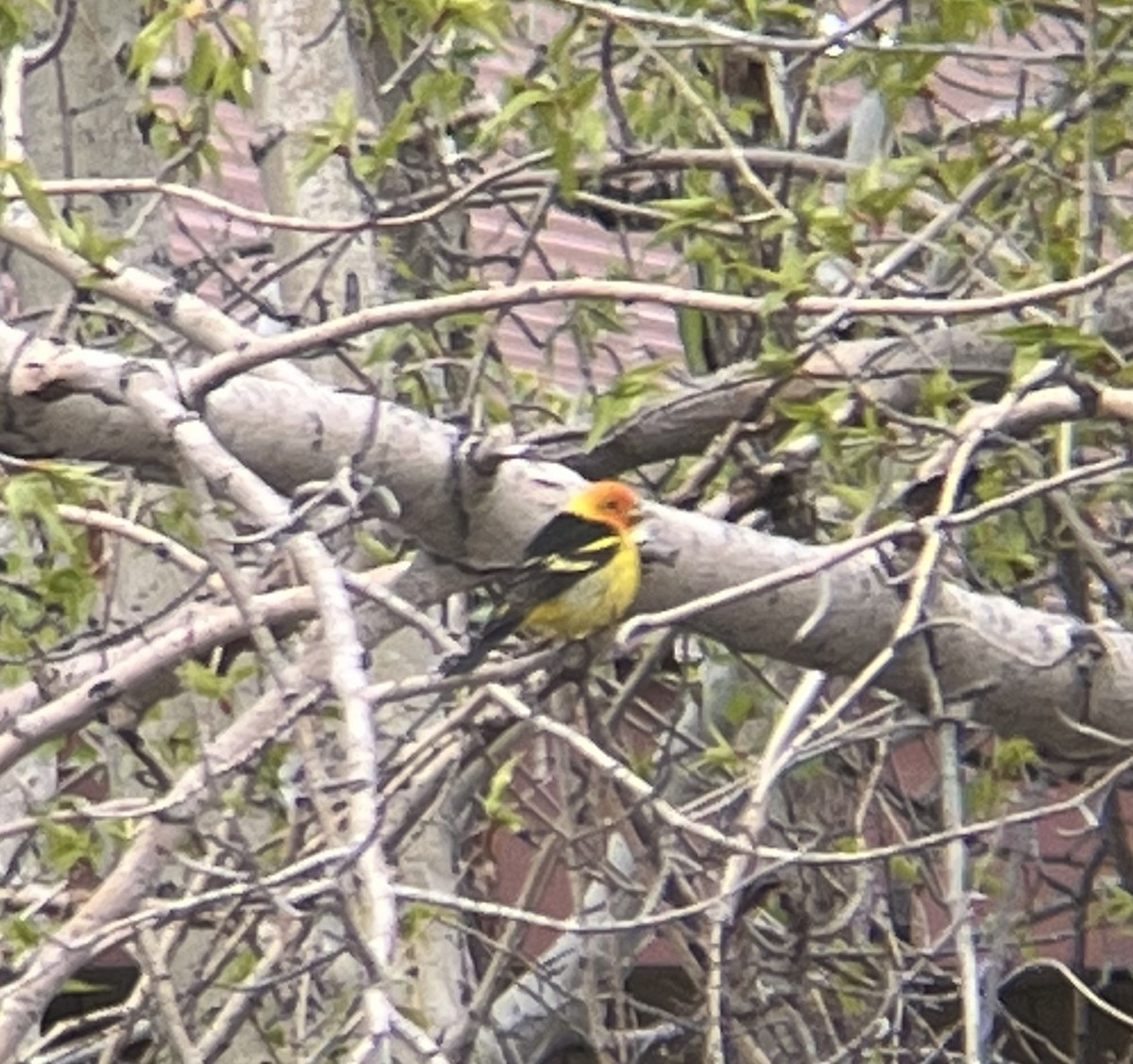 Western Tanager - ML610181174