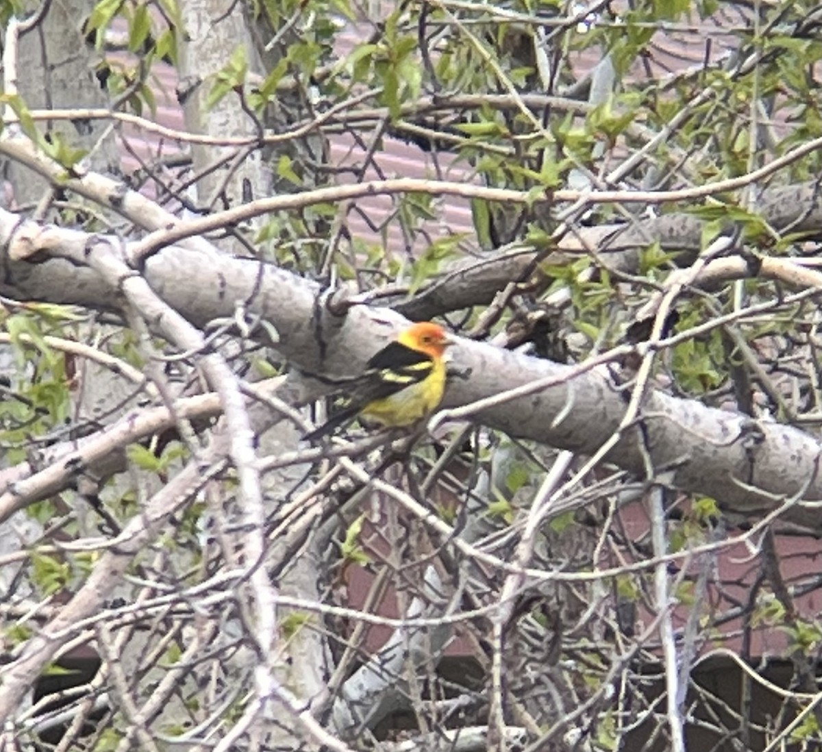 Western Tanager - ML610181175
