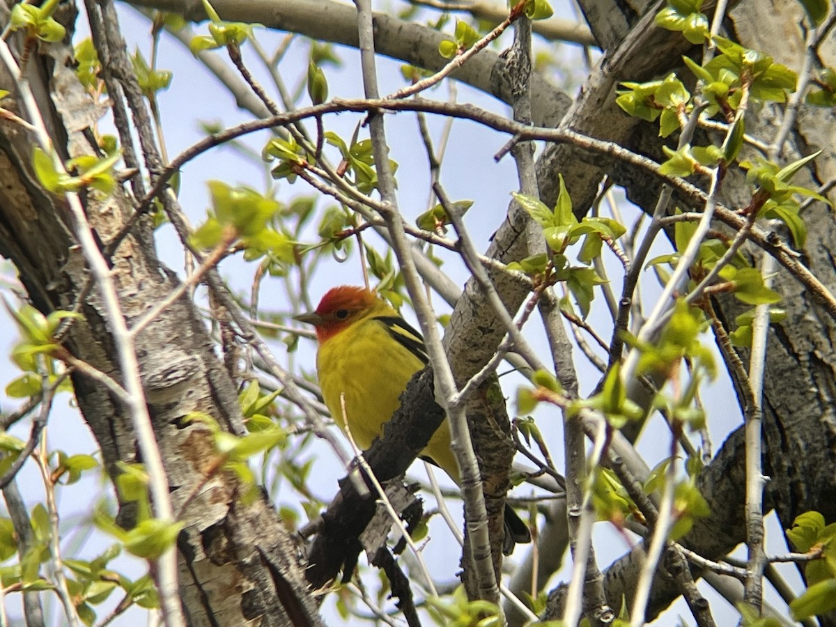 Western Tanager - ML610181176