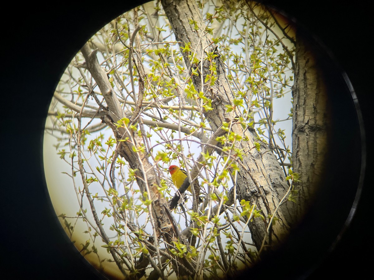 Western Tanager - ML610181177