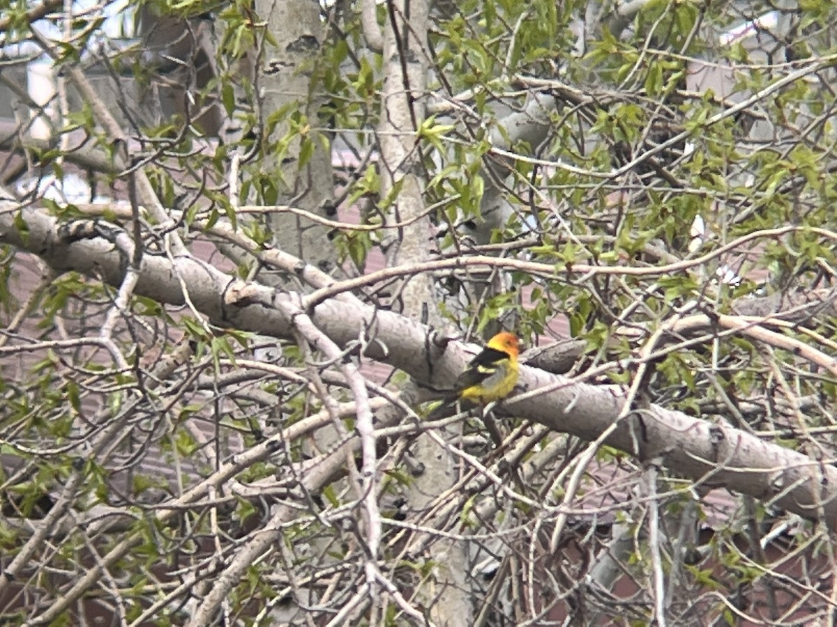 Western Tanager - ML610181178