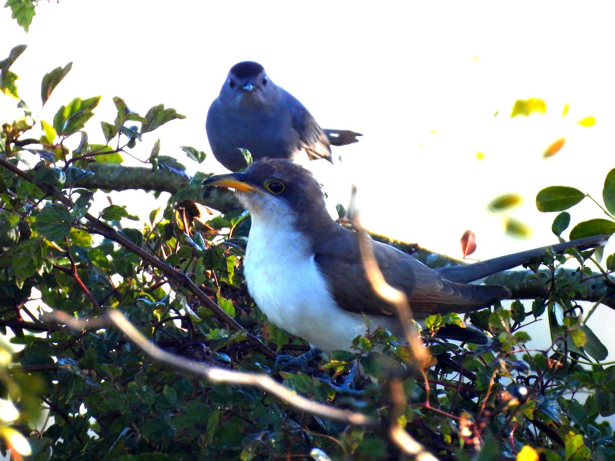 Yellow-billed Cuckoo - ML610181203