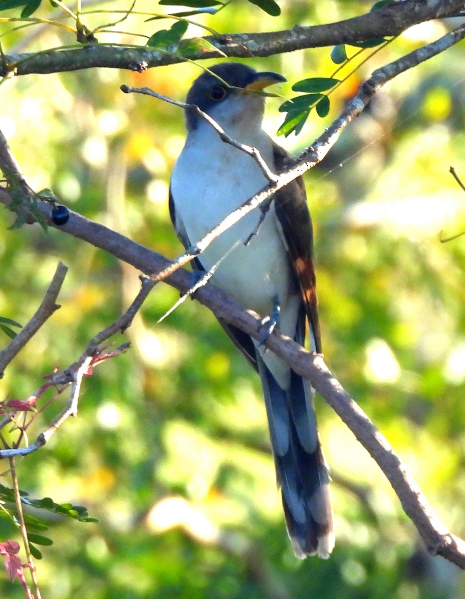 Yellow-billed Cuckoo - ML610181208