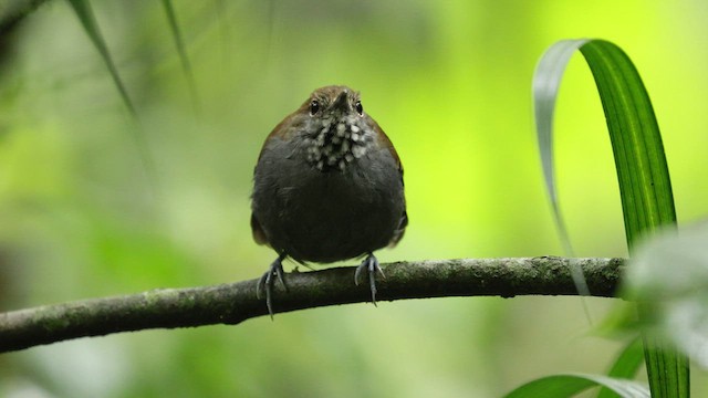 Star-throated Antwren - ML610181313