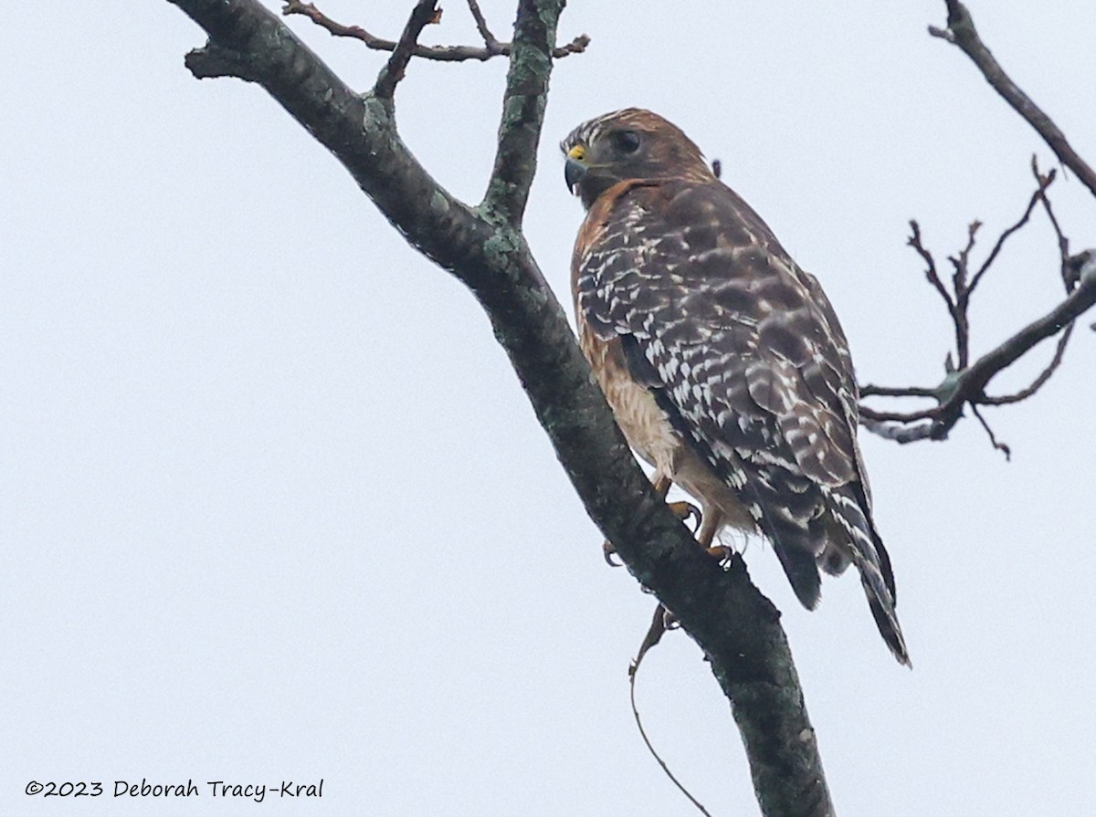 Red-shouldered Hawk - Deborah Kral